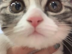 -喵zoo家庭繁育猫舍(尖东智能花园店)