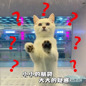 广州猫舍·选猫好去处·铲屎官快来️
