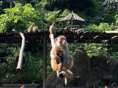 -西双版纳原始森林公园