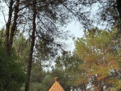 -铁山坪森林公园