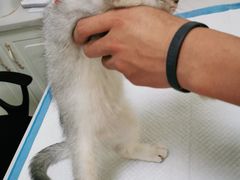 -可蒙动物医院·猫科·骨科中心(首义路店)
