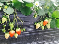 -恒绿农产品草莓采摘园