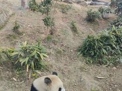 -武汉动物园