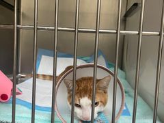 -艾贝尔宠物诊疗