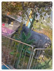 -萌宠亲子动物乐园(槐房万达店)