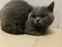 -瑞鹏宠物医院·微创内窥镜·骨外科·牙科(翠竹分院)