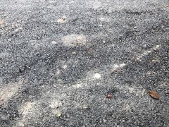 -东平国家森林公园