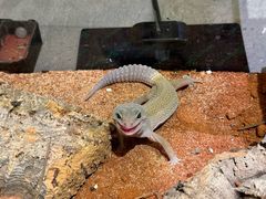 -帕帕拉兹宠物(亚洲旗舰店)