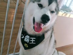 -Husky Go! 哈士奇体验馆·宠物咖啡厅狗咖