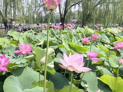 -莲花池公园