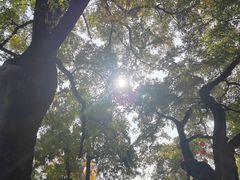 -阳台山自然风景区