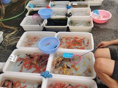 -清平路水族市场