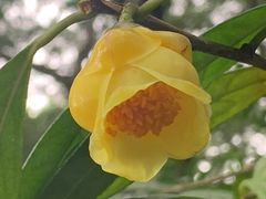 -金花茶公园