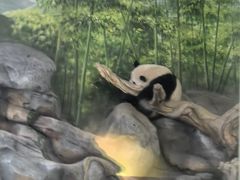 -武汉动物园