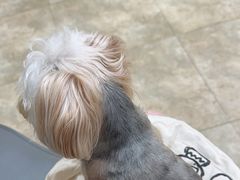 -美联众合动物医院·24h转诊中心