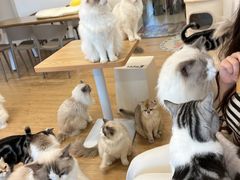 -有喵·猫咖·狗咖·30几只猫10只小狗(岗厦店)