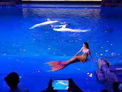 -芜湖新华联大白鲸海洋公园