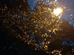 -武汉大学-樱园