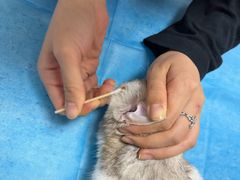 -美联众合爱康动物医院•复杂内科•肿瘤科•牙科•腔镜诊疗中心