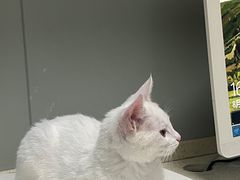 -伟伟宠物医院·瑞派猫友好医院·猫科(光谷店)