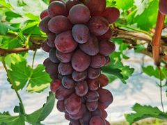 -金谷域澳洲庄园