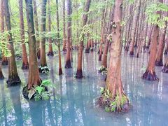 -桤木河湿地公园