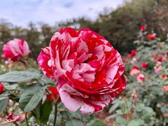 -人民公园(罗湖区)