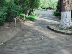 -长白岛森林公园