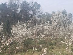 -樱桃山旅游景区