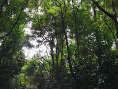 -东平国家森林公园