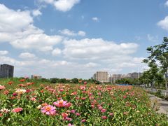 -皇粮浜湿地公园