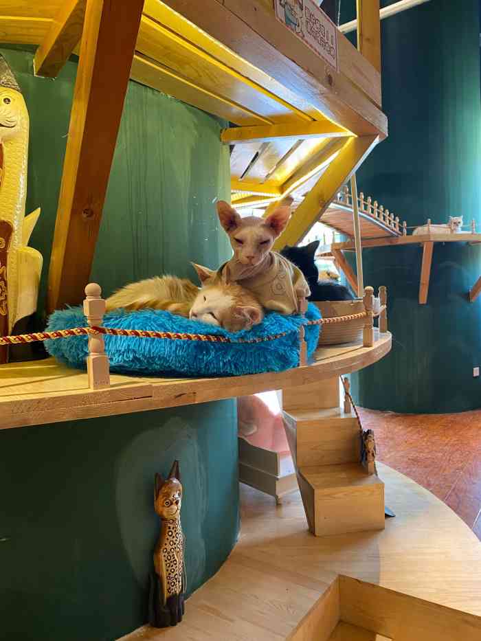 猫小院猫主题餐厅(天宫院店)-"书店对面新开的猫主题餐厅,孩子一直