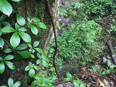 -素山寺森林公园