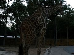 -清迈夜间动物园