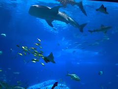 -澳门环岛游湾仔码头