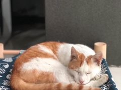 -上海潜殿潜水中心