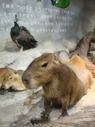 -Zoolung Zoolung动物主题公园(海信广场店)