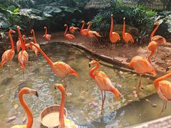 -海南热带野生动植物园