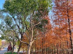 -上海海湾国家森林公园