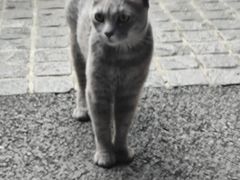 -猫岛主趣味餐厅(鼓浪屿店)
