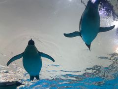 -珠海长隆海洋王国