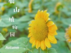-上海辰山植物园