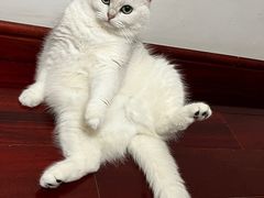 -联合动物医院(光谷诊疗中心)