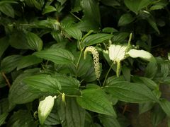 -广西壮族自治区药用植物园