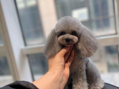 -爱宠屋pet shop·宠物洗澡·宠物美容