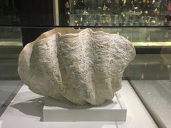 -青岛贝壳博物馆