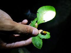 -中国科学院西双版纳热带植物园