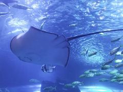 -太平洋海底世界