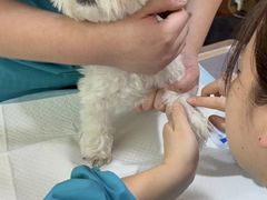 -pd派德宠物中心医院24H急重症·眼科中心·血液透析中心(嵩山北路店)