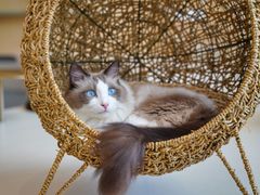 -飞行喵MR PILOT|猫舍·猫咖(静安大融城店)